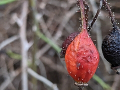 Rosa rubiginosa