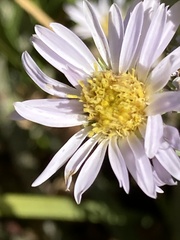 Eurybia radulina