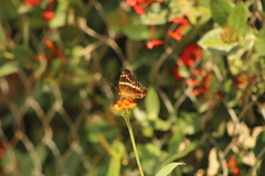 Anartia fatima