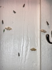 Nematocampa resistaria