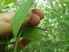 Crataegus suborbiculata