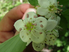Crataegus suborbiculata