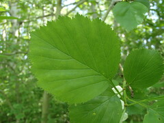 Crataegus suborbiculata
