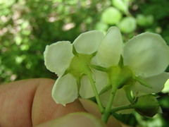 Crataegus suborbiculata