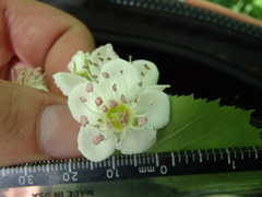 Crataegus suborbiculata