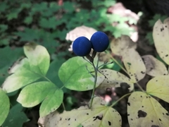 Caulophyllum thalictroides