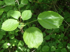 Crataegus suborbiculata