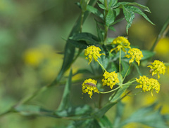 Bupleurum