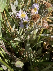 Eurybia radulina