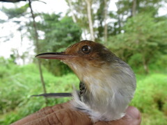 Prinia molleri
