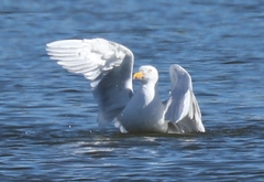 Larus hyperboreus