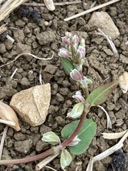 Fallopia convolvulus