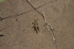 Schistocerca lineata