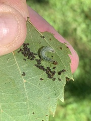 Pantographa limata