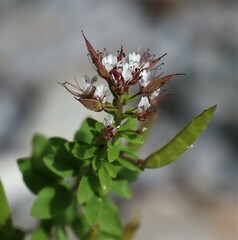 Polanisia dodecandra