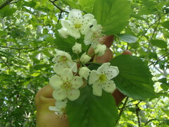 Crataegus suborbiculata