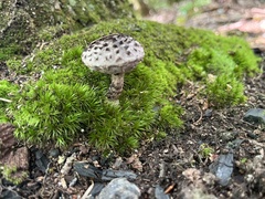 Strobilomyces strobilaceus