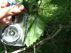 Crataegus suborbiculata