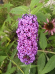 Buddleja