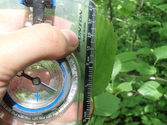 Crataegus suborbiculata