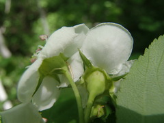 Crataegus suborbiculata