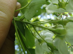 Crataegus suborbiculata
