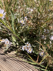 Eurybia radulina