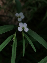 Euphorbia florida