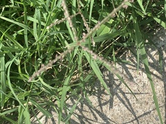 Digitaria ciliaris
