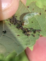 Pantographa limata
