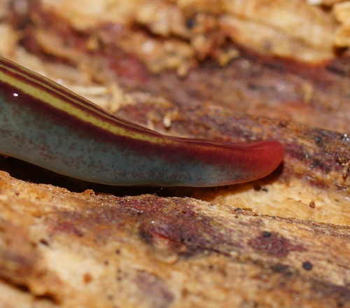two-tone planarian, photo 5 of 10