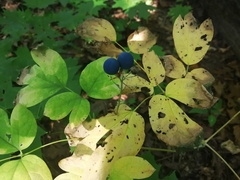 Caulophyllum thalictroides