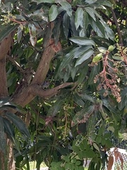 Stilpnia vitriolina