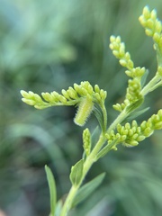 Rhopalomyia anthophila