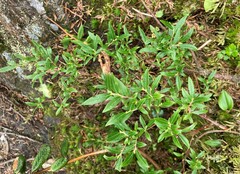 Vaccinium boreale