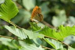 Argynnis paphia