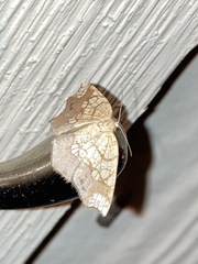 Nematocampa resistaria