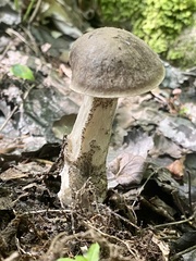 Leccinum