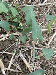 Fallopia convolvulus