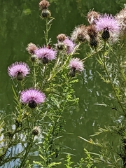 Cirsium discolor
