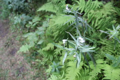 Anaphalis margaritacea