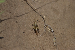 Schistocerca lineata