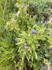 Vaccinium boreale