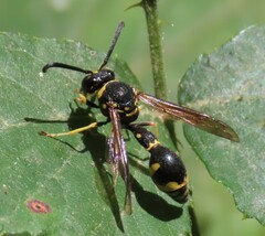 Eumenes