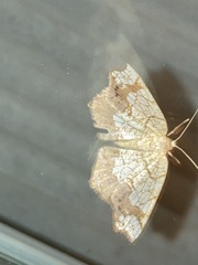Nematocampa resistaria