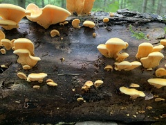 Phyllotopsis nidulans