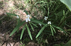 Euphorbia florida