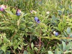 Vaccinium boreale