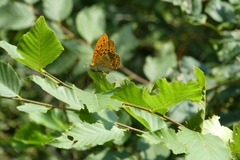 Argynnis paphia