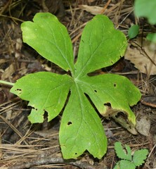 Podophyllum peltatum